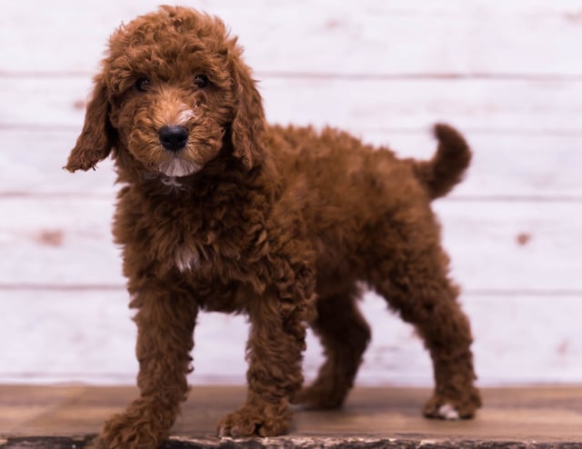 A picture of a Ghost, a gorgeous Petite Goldendoodles for sale