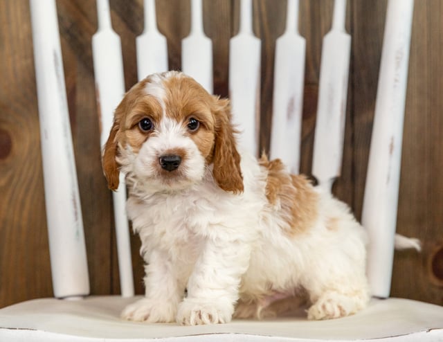 A picture of a Riggs, one of our Mini Irish Doodles puppies that went to their home in Texas