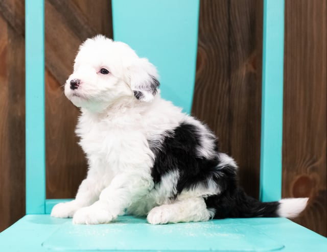 Elliot is an F1 Sheepadoodle that should have  and is currently living in Utah