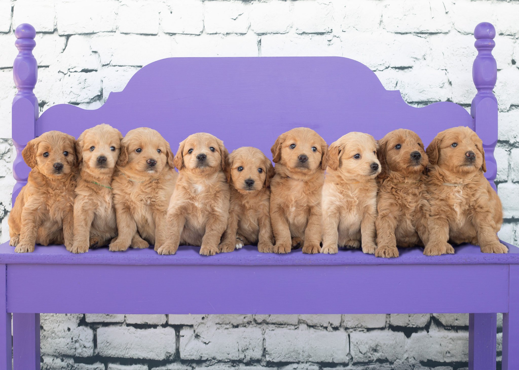 A litter of Mini Goldendoodles raised in Iowa by Poodles 2 Doodles