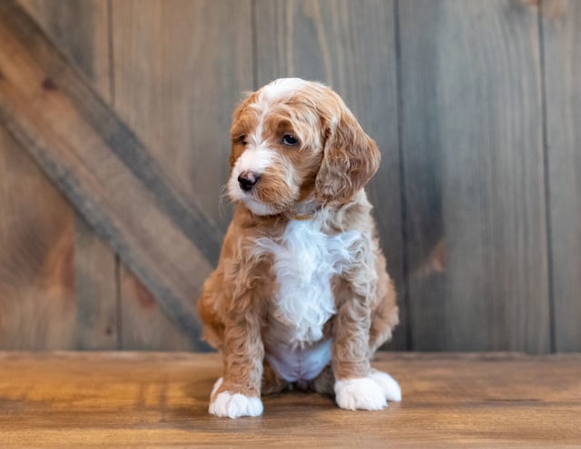 A picture of a Heidi, one of our Mini Goldendoodles puppies that went to their home in Nebraska