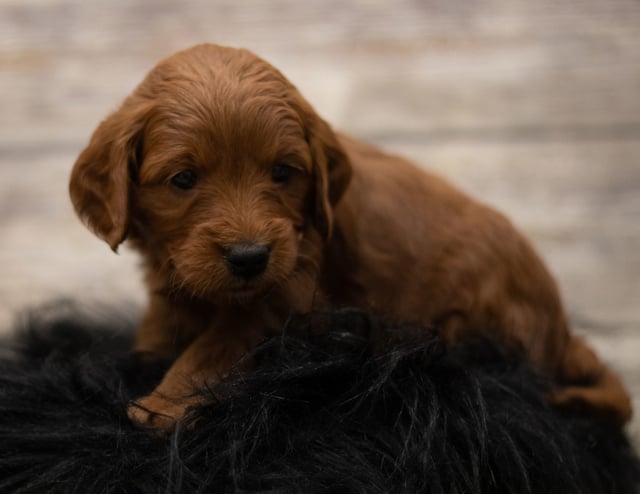 Another great picture of Hope, a Goldendoodles puppy
