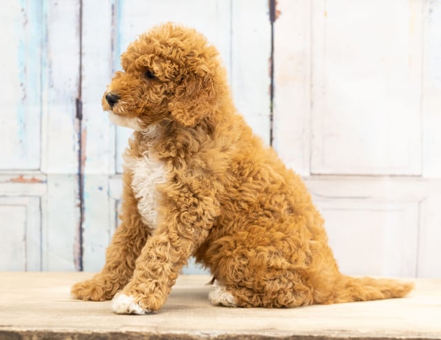 Vinny came from Candice and Teddy's litter of F1BB Goldendoodles