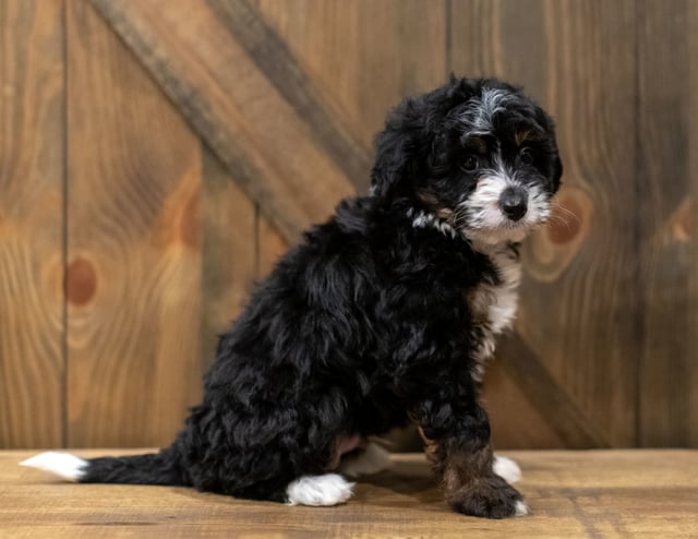 Quigley came from Willow and Grimm's litter of F1 Bernedoodles
