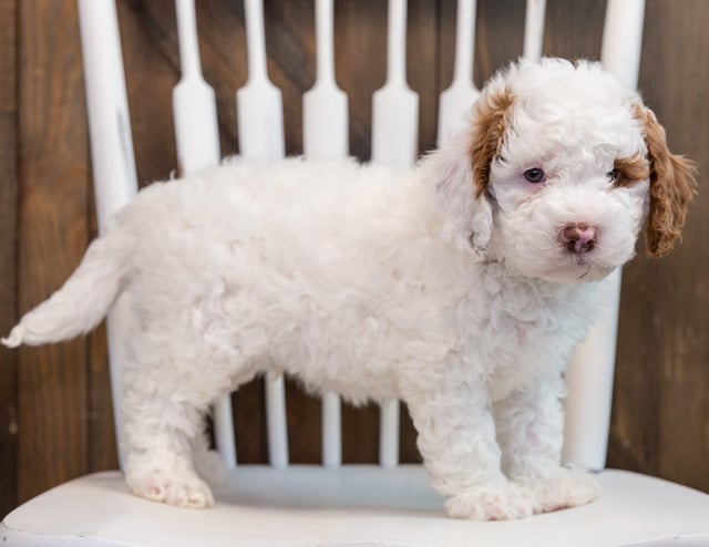 A picture of a Bo, one of our Mini Goldendoodles puppies that went to their home in Nebraska