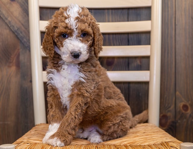 Liam is an F1B Goldendoodle that should have  and is currently living in Iowa