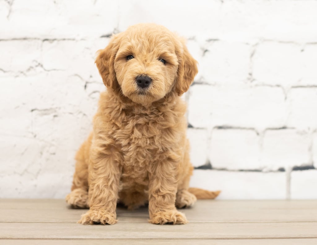 A picture of a Yac, one of our Mini Goldendoodles for sale
