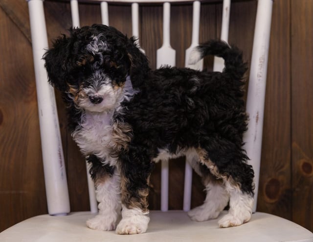 Indie is an F1B Sheepadoodle that should have  and is currently living in Nebraska