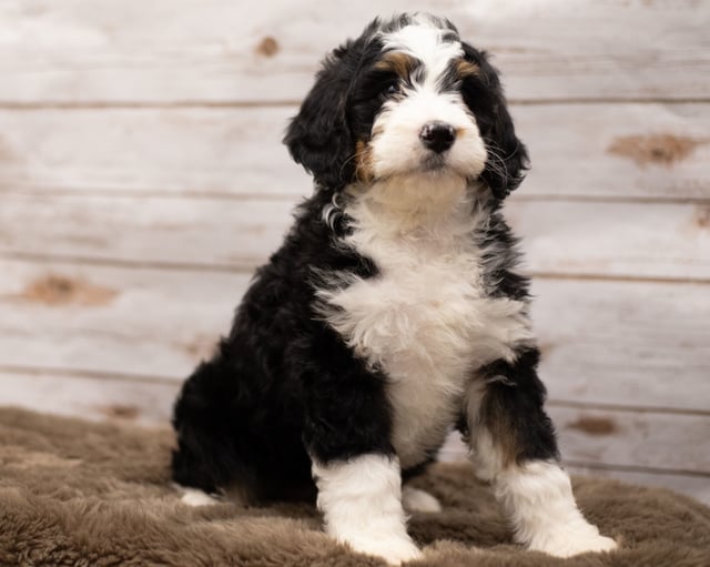 A picture of a Ibsy, one of our Standard Bernedoodles puppies that went to their home in Tennessee