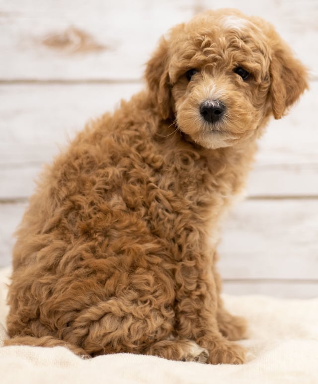 Kel was born on 01/04/2019 and is a South Dakota Goldendoodle