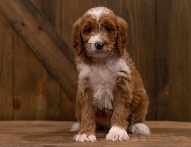 A picture of a Indra, one of our Mini Irish Doodles puppies that went to their home in South Dakota