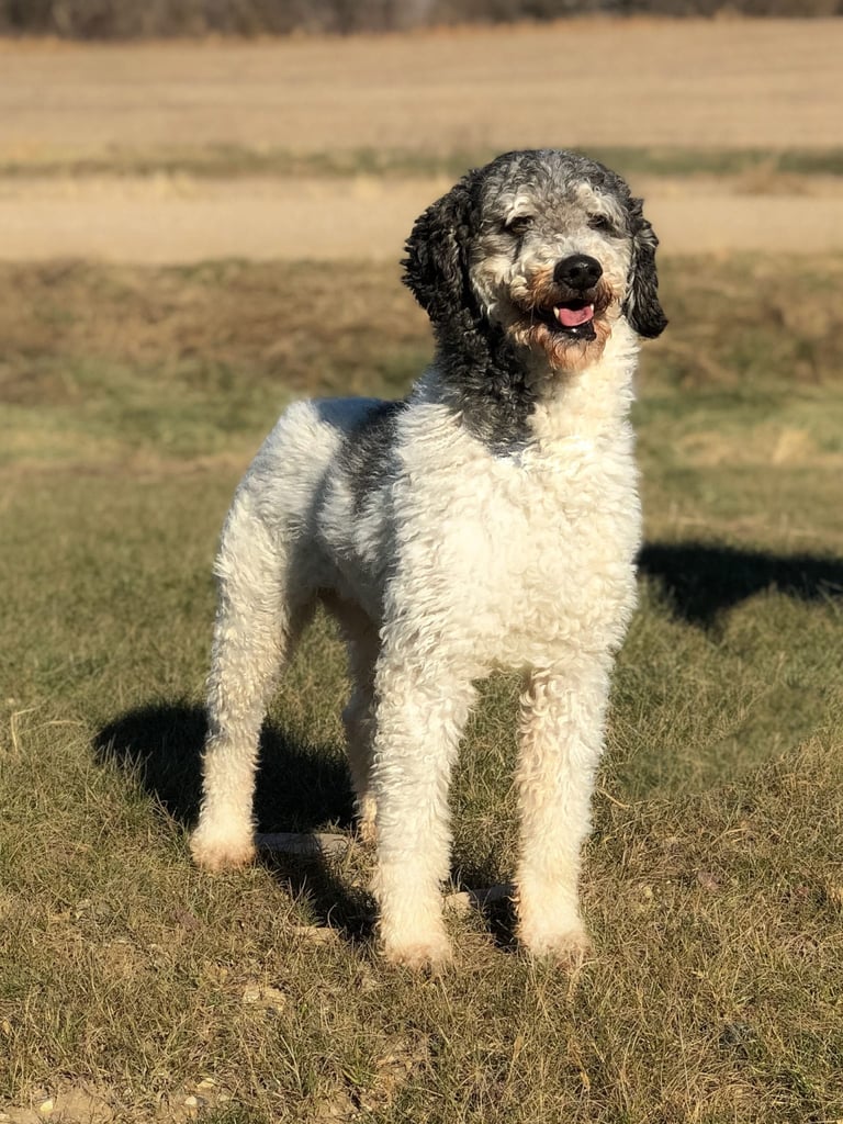A picture of one of our Poodle father's, Bentley.