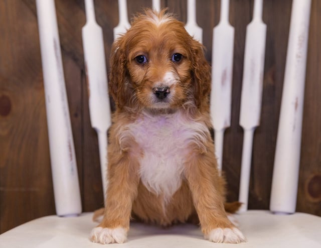 A picture of a Kya, one of our Standard Irish Doodles puppies that went to their home in Missouri