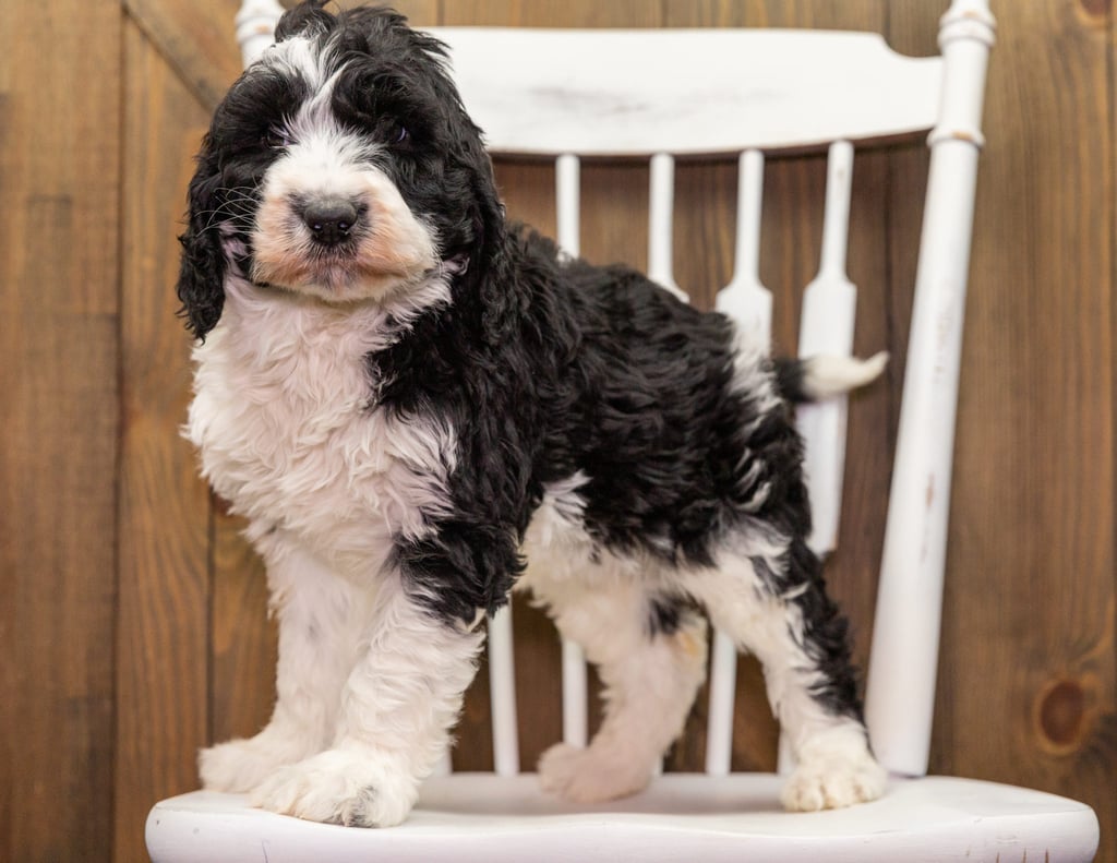 A picture of a Dolly, one of our Standard Sheepadoodles puppies that went to their home in Virginia