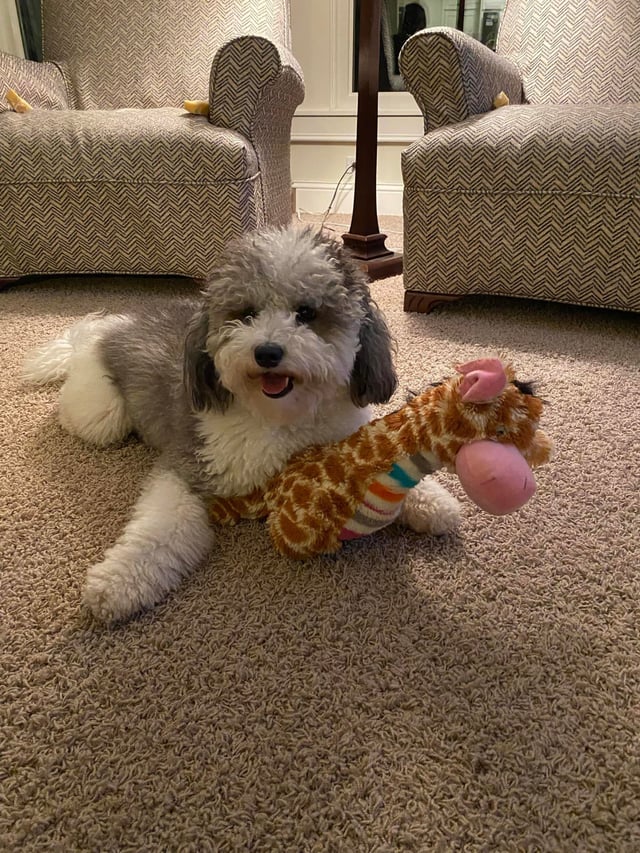 Mini Sheepadoodle puppy for sale