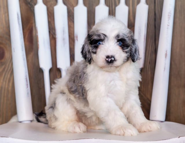 A litter of Standard Sheepadoodles raised in Iowa by Poodles 2 Doodles