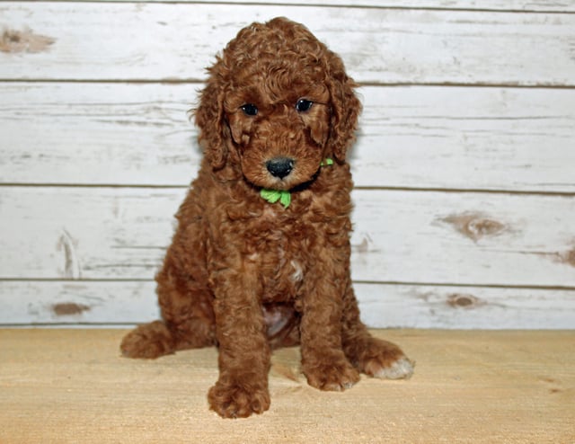A picture of a Xavier, one of our Mini Goldendoodles puppies that went to their home in New York