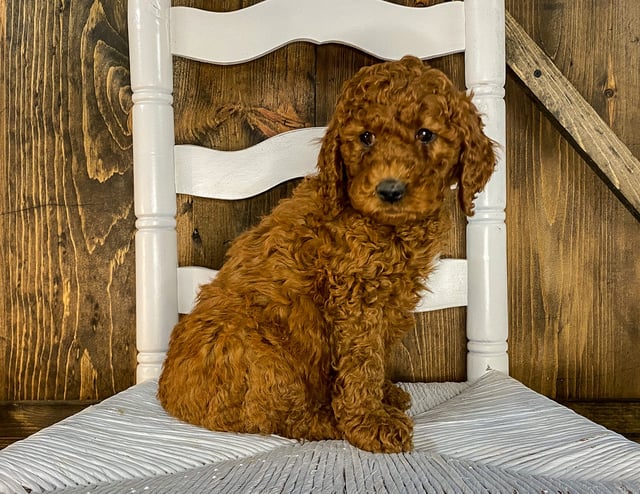 A picture of a Xavion, one of our Mini Irish Doodles puppies that went to their home in Nebraska