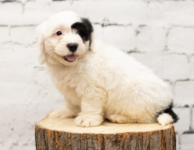 Tenny is an F1 Sheepadoodle that should have  and is currently living in Connecticut