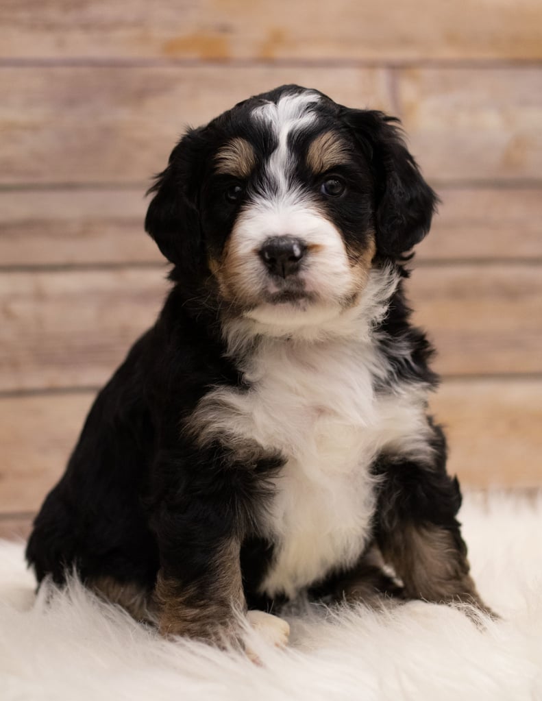 A picture of a Ida, one of our Standard Bernedoodles for sale