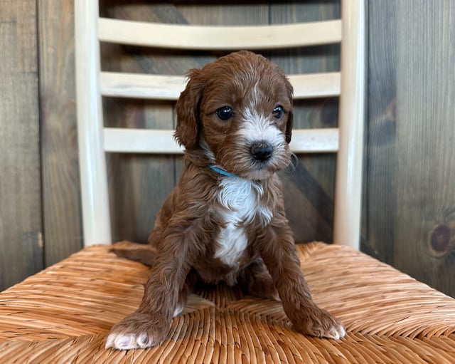 A picture of a Olena, one of our Mini Goldendoodles puppies that went to their home in Nebraska