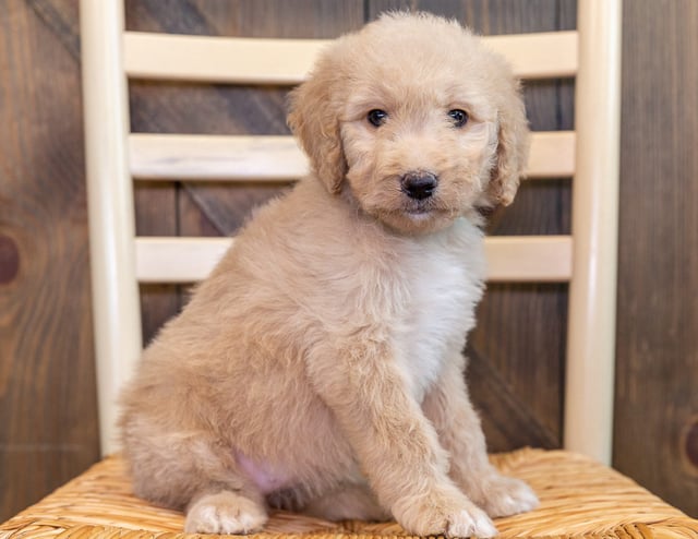 A picture of a Quixi, one of our Standard Goldendoodles puppies that went to their home in Iowa