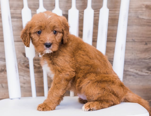 Rose came from Jazzy and Rugar's litter of F1 Goldendoodles