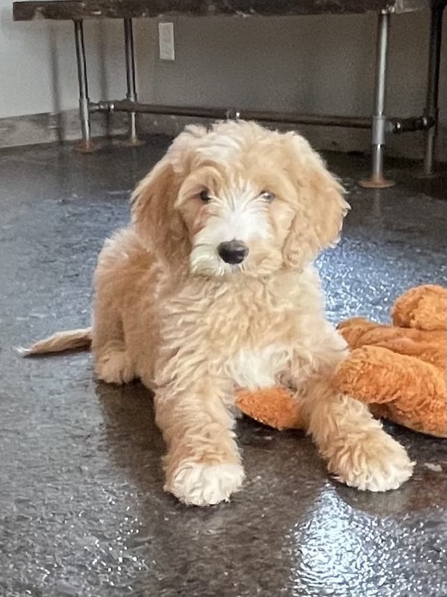 A picture of a Sugar, one of our Standard Goldendoodles puppies that went to their home in Virginia