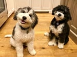 Mini Bernedoodles