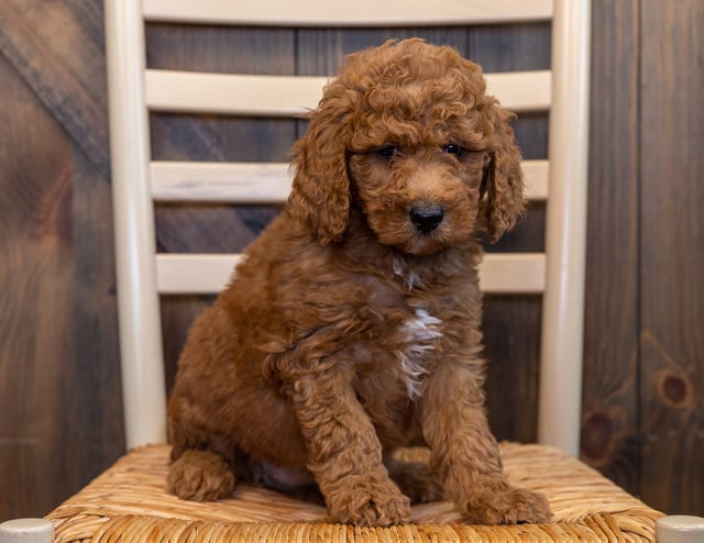 A picture of a Lulu, one of our Mini Goldendoodles puppies that went to their home in Nebraska