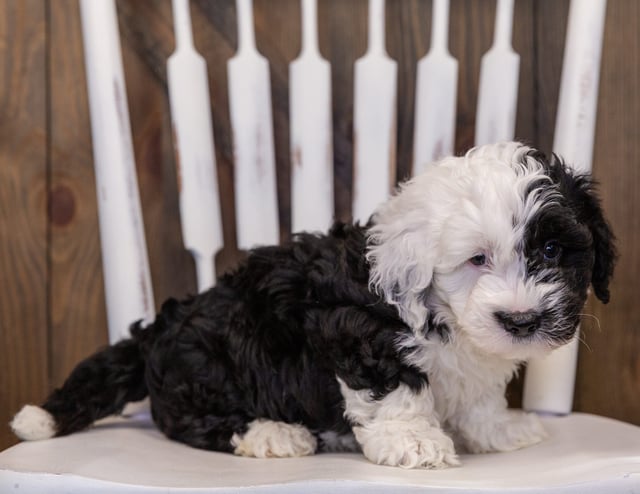 A picture of a Yoda, one of our Mini Sheepadoodles puppies that went to their home in Illinois