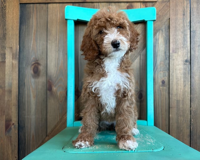 Learn more about Goldendoodles on our blog