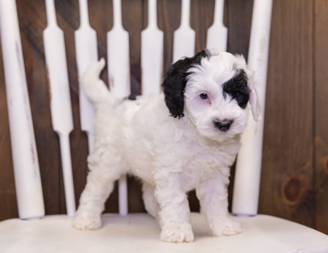 A picture of a Colt, one of our Petite Sheepadoodles puppies that went to their home in Minnesota
