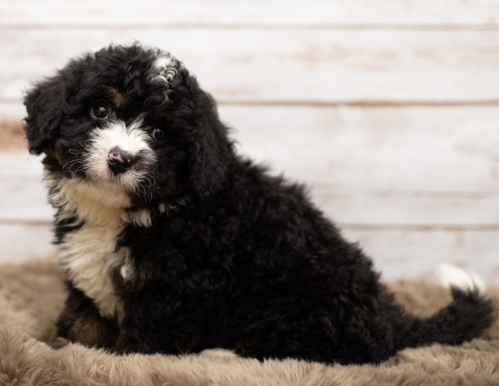 Neno is an F1 Bernedoodle that should have  and is currently living in Connecticut