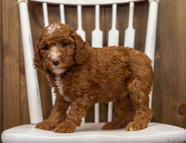 Eska is an F1BB Goldendoodle that should have  and is currently living in Tennessee