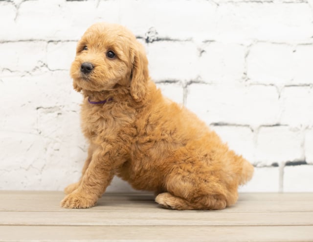 Yammi is an F1 Goldendoodle for sale in Iowa.