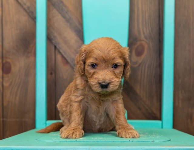 Another pic of our recent Goldendoodle litter