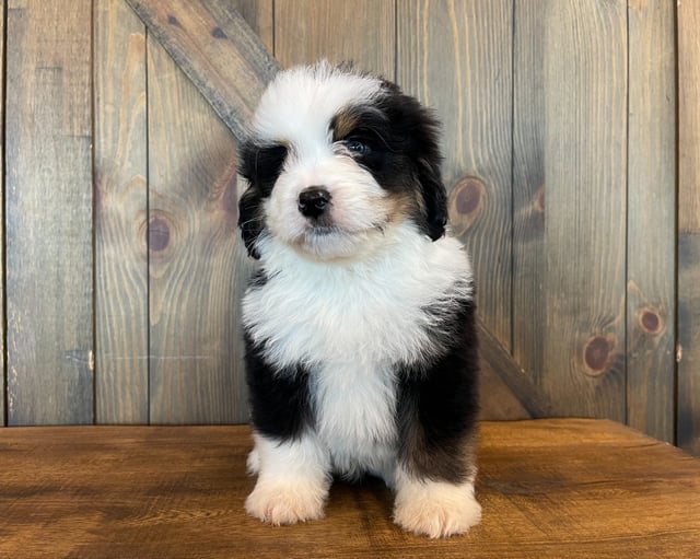 These Bernedoodles were bred by Poodles 2 Doodles in Iowa. Their mother is Della and their father is Bentley