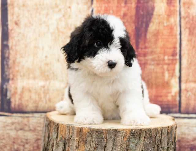 Undra is an F1 Sheepadoodle.