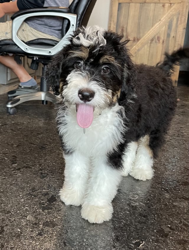 Yankee is an F1 Bernedoodle that should have  and is currently living in Texas