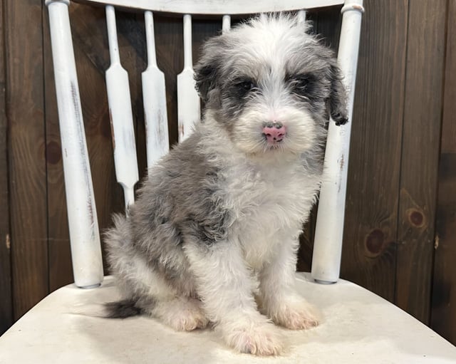 A picture of a Blair, one of our Standard Sheepadoodles puppies that went to their home in Texas