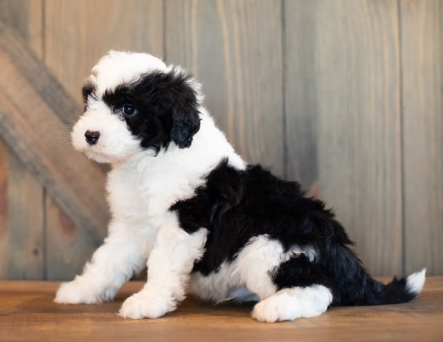 Victor is an F1 Sheepadoodle that should have  and is currently living in Nebraska