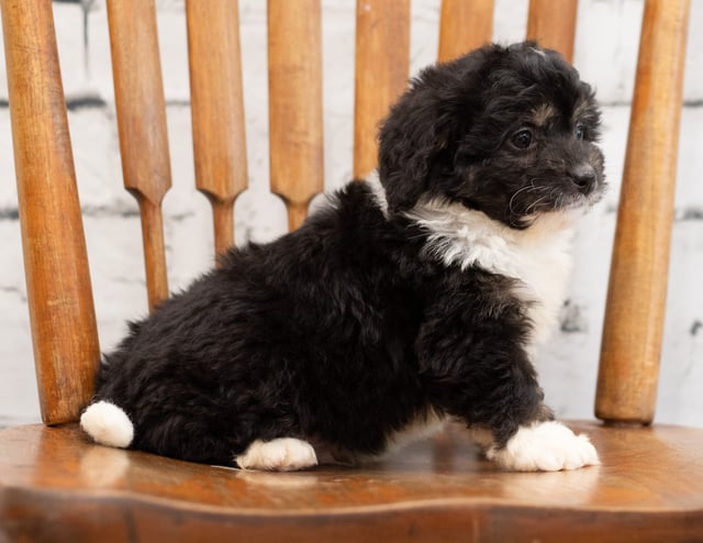 A picture of a Pavor, one of our Mini Bernedoodles puppies that went to their home in Minnesota