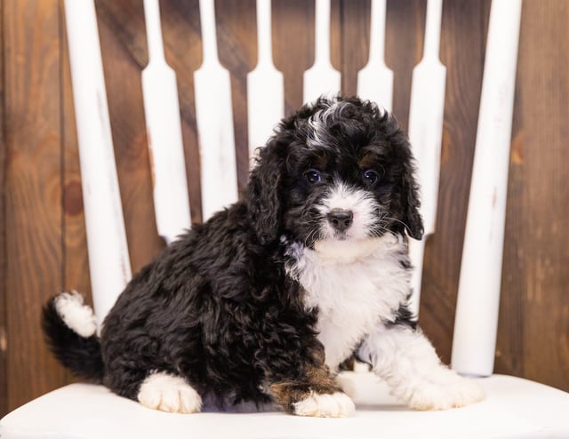 A picture of a Isaac, one of our Mini Bernedoodles puppies that went to their home in Nebraska