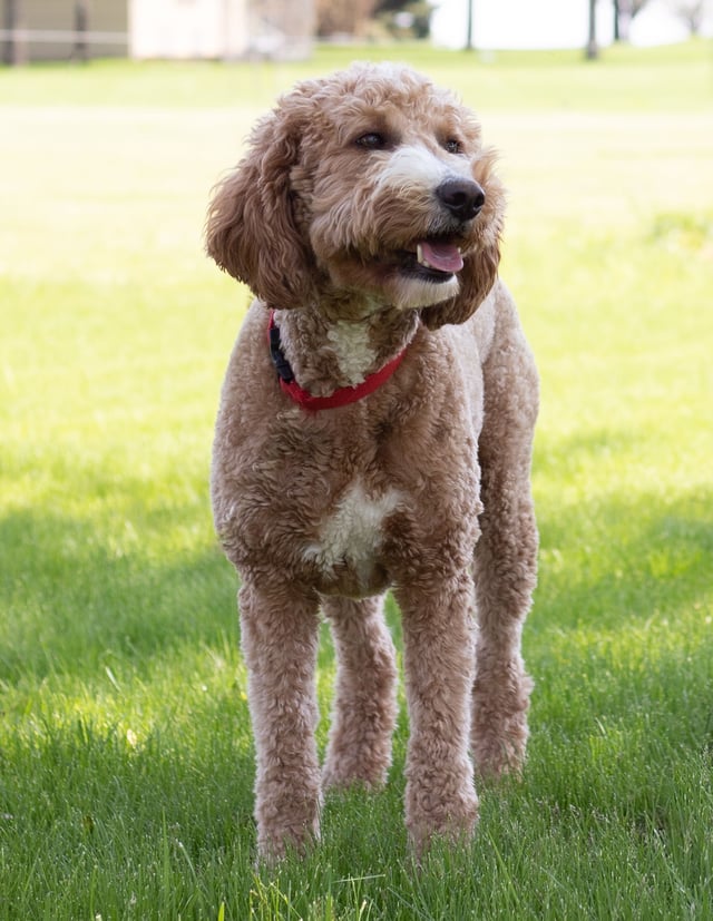A picture of one of our Goldendoodle mother's, Leia.
