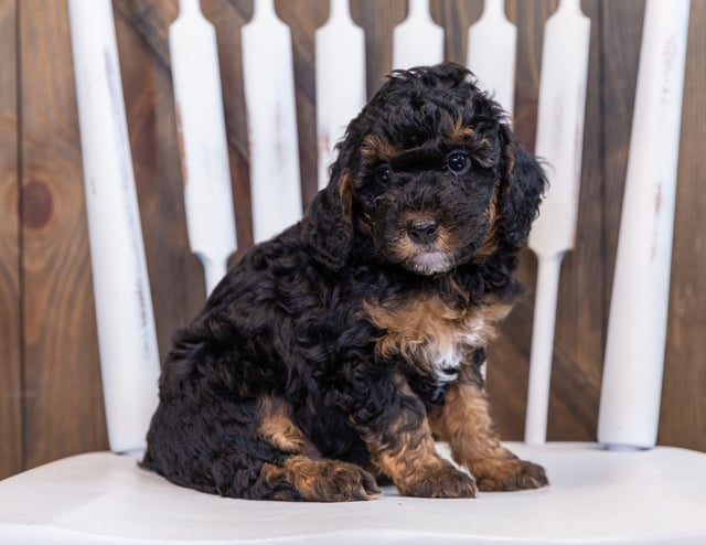 A picture of a Fritz, one of our Petite Bernedoodles puppies that went to their home in Iowa