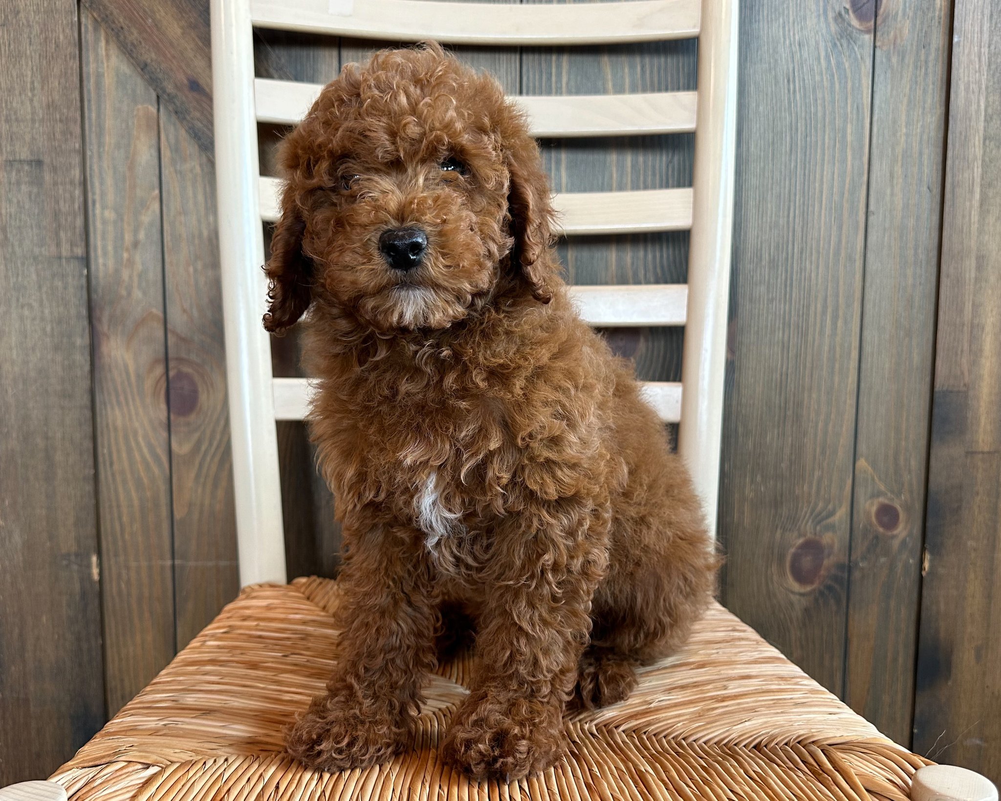 A litter of Petite Poodles raised in Iowa by Poodles 2 Doodles