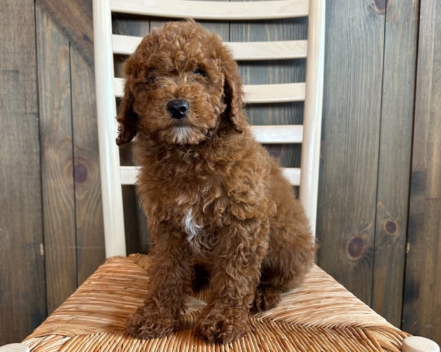 A picture of a Scotty, one of our Petite Poodles puppies that went to their home in Iowa