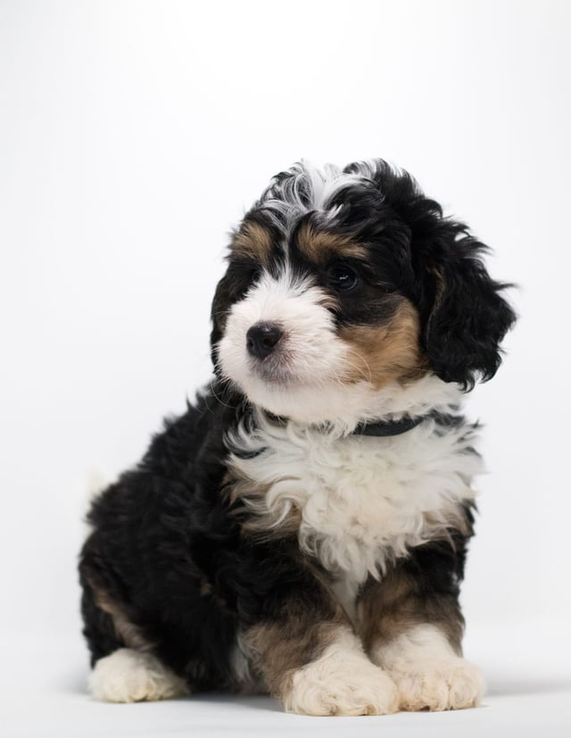 Another great picture of Fraya, a Bernedoodles puppy