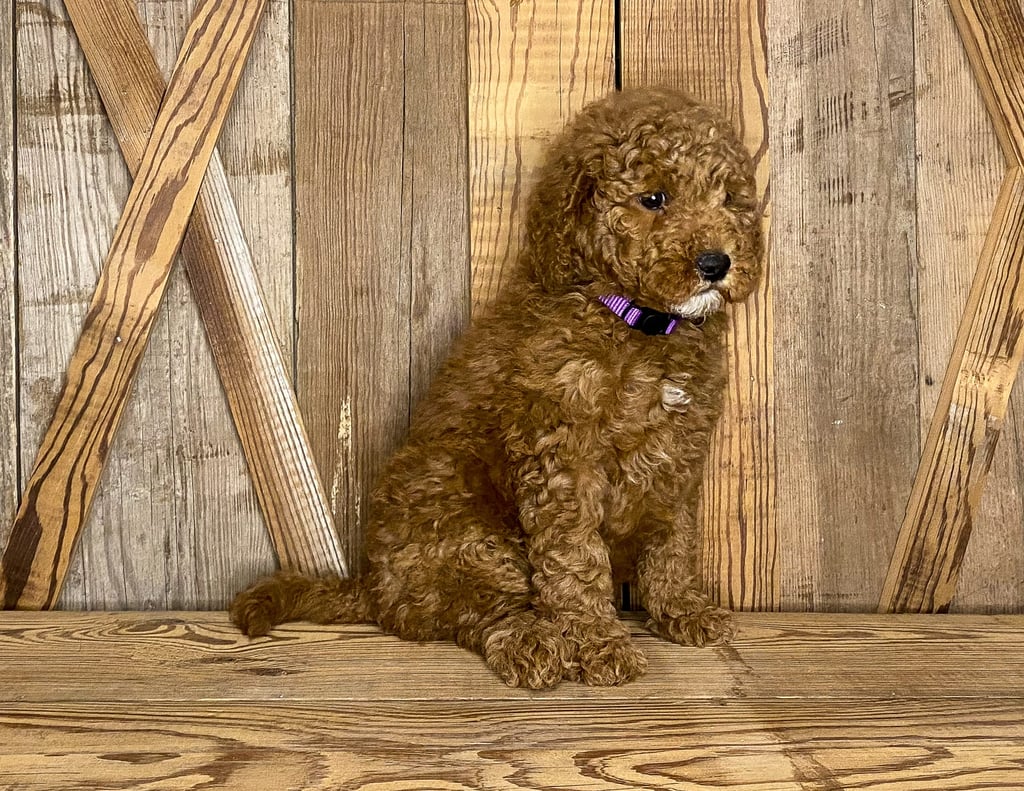 A picture of a Josie, one of our Mini Goldendoodles for sale